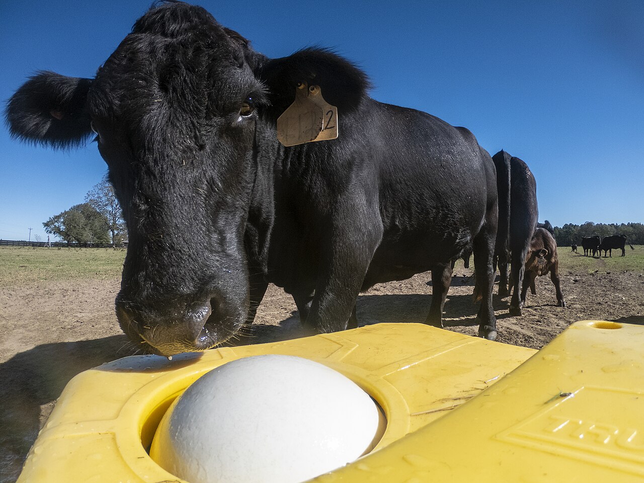 Rind an einer Balltränke auf einem landwirtschaftlichen Betrieb